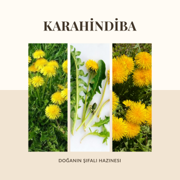 Karahindiba